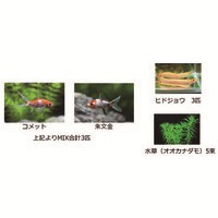 教材 長物金魚セット 678223