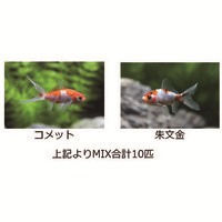 教材 長物金魚10匹 678227