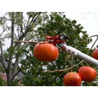 EA650AX-30 1.7-3.0m 高枝鋏 軽量型･伸縮柄_選択画像04