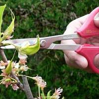 EA540BF 195mmハサミ･クラフト_選択画像03