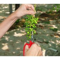 167mm はさみ・摘果(直刃･超薄型)_選択画像02