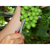 167mm はさみ・摘果(直刃･超薄型)_選択画像04