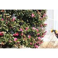 6.0L 水圧クリーナー(手動ポンプ式)_選択画像03