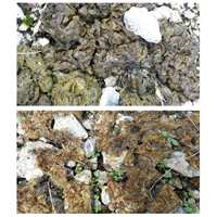 500ml コケ取り剤(濃縮タイプ)_選択画像04