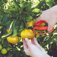 140mmはさみ･採取(直刃)_選択画像02