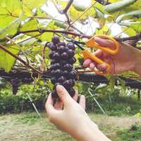 155mmはさみ･果樹園用(反り刃)_選択画像04