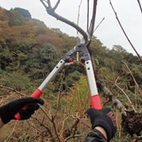 482mm枝切鋏_選択画像04