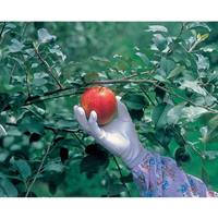 [LL]手袋(ポリウレタンコーティング)_選択画像03