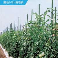 φ26x4000mm 超ロング支柱(イボ付/10本)_選択画像04