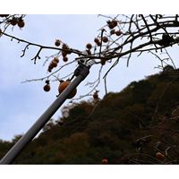 1.2m 高枝鋏(軽量･採取型)_選択画像03