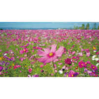 [500万画素] デジタルカメラ_選択画像04