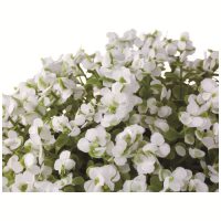 人工樹木 ベイビィズブレス WH 92505_選択画像02