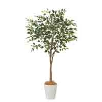 人工樹木ナチュラベンジャミンH1500 92507