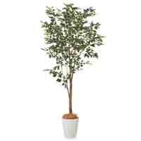 人工樹木ナチュラベンジャミンH2100 92509