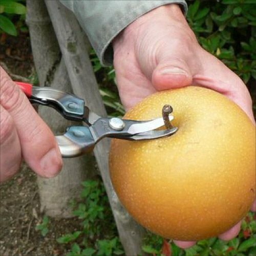 EA540AA-10 155mm ハサミ･摘果_画像03