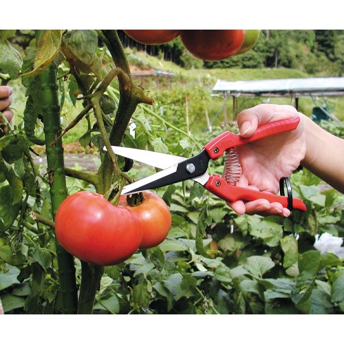 EA540BC-16 210mm ハサミ･採取_画像02