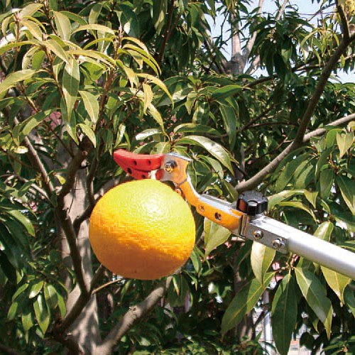 EA650AX-31 1.8-3.0m 高枝切 採収型･伸縮柄_画像02