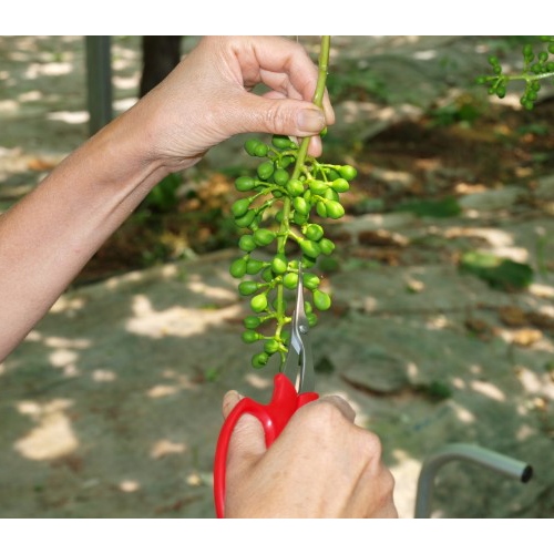 167mm はさみ・摘果(直刃･超薄型)_画像02