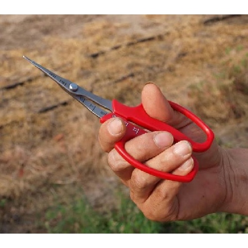 167mm はさみ・摘果(直刃･超薄型)_画像03