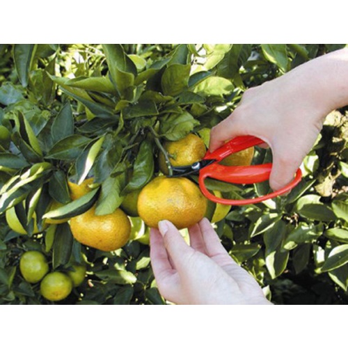 140mmはさみ･採取(反り刃)_画像02