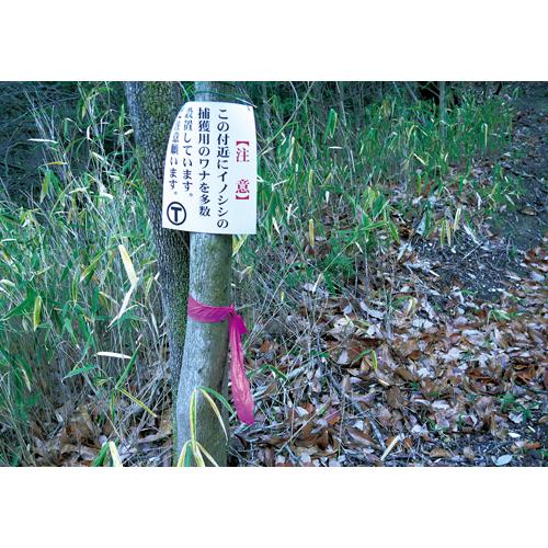 50mmx200mマーキングテープ(非粘着/濃桃_画像03