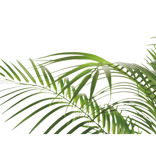 人工樹木 アレカヤシ 92508_画像02