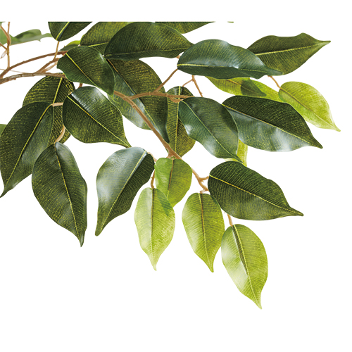 人工樹木ナチュラベンジャミンH2100 92509_画像02